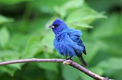 Indigo Bunting